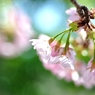 大寒桜