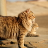 近所の野良猫26