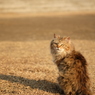 近所の野良猫27