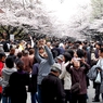 8年前の上野公園　桜撮る人