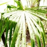 雪吹き荒れる１０日 (B)