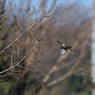 雌モズ、飛び出し-1