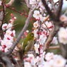 鳥を徒労　天神様の『ウメジロ』＃６