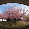 桜舞台