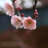 薄紅梅