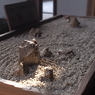 龍安寺②
