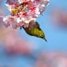 メジロと河津桜　