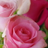 夜の薔薇スタジオ-7