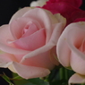 夜の薔薇スタジオ-8
