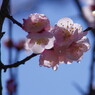 春だ・・・桜