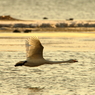 Morning of Swan II
