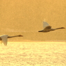 Morning of Swan IV