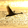 Morning of Swan V