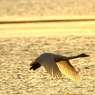 Morning of Swan VII