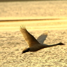 Morning of Swan VIII