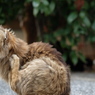 近所の野良猫29　ブラッシング
