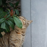 近所の野良猫30　花の香