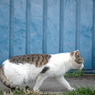 近所の野良猫32 歩く