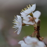 我が家にも春近し　サクランボの花咲く