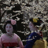 京の華