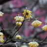 鎌倉早春