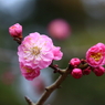鎌倉早春