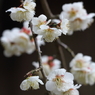 鎌倉早春