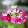 Bouquet of nature!