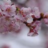ちょっとお先に-寒桜1