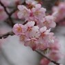 ちょっとお先に-寒桜2
