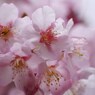 ちょっとお先に-寒桜3