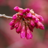 ちょっとお先に-寒緋桜2
