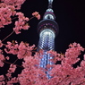 桜とスカイツリー2015_1