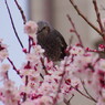 春だ・・・　桜　３