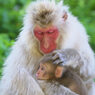 Mother and Baby