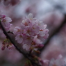 ちょっとお先に-大寒桜1