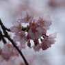 ちょっとお先に-大寒桜2