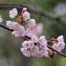 ちょっとお先に-大寒桜3