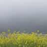 霧の四万十川
