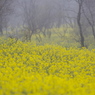 Misty Yellow