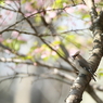 春うらら