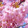 河津桜