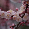 春の陽の中で-杏1