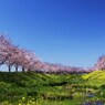 桜の季節