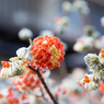 素敵な花の妖精達　三又