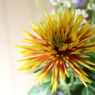 素敵な花の妖精達　菊