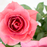 素敵な花の妖精達　薔薇