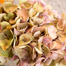 素敵な花の妖精達　紫陽花