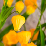 素敵な花の妖精達　スズランの仲間？