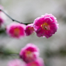 素敵な花の妖精達　梅